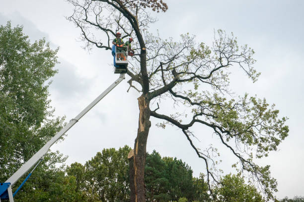 Emergency Storm Tree Removal